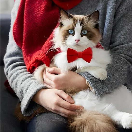 Collier chat - Noeud papillon