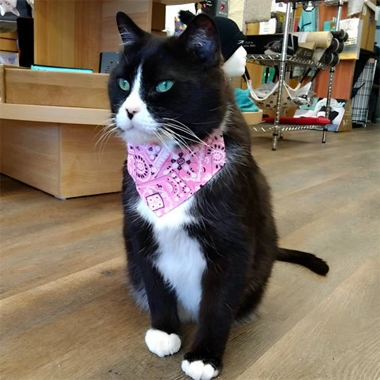 Collier chat - Bandana