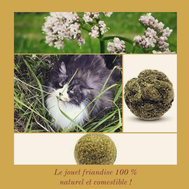 Balle de cataire pour chats - Weltcroc Evident