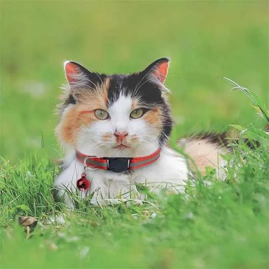 Collier chat anti étranglement - Réfléchissant