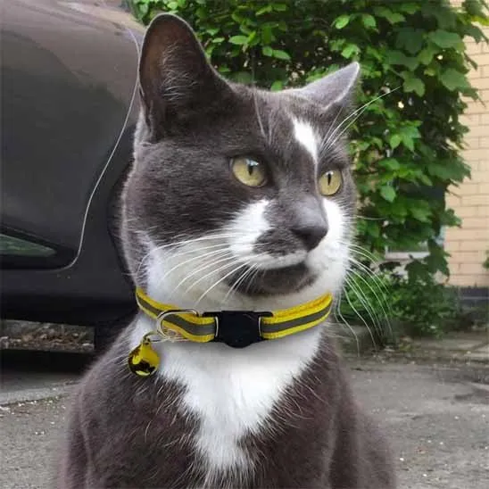Collier chat anti étranglement - Réfléchissant