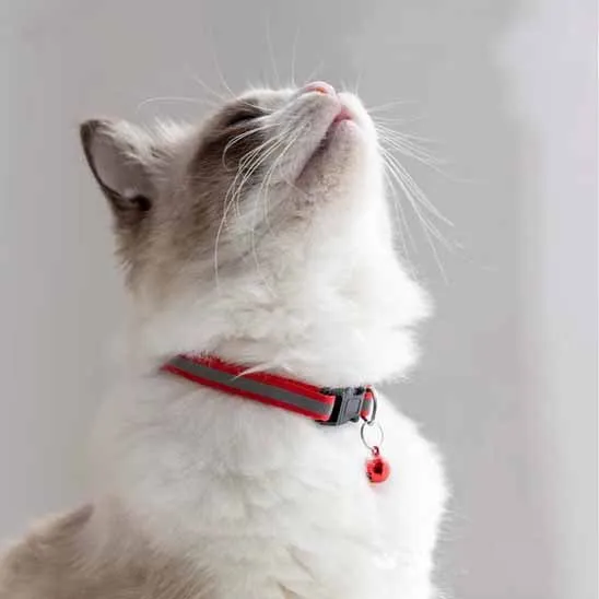 Collier chat anti étranglement - Réfléchissant