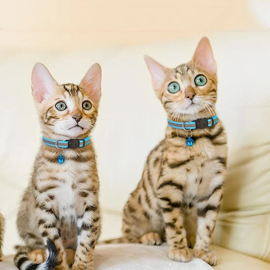 Collier chat anti étranglement - Réfléchissant