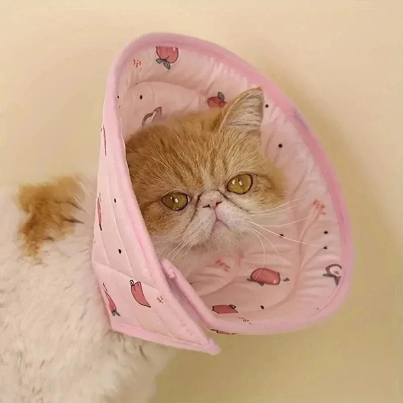 Collier récupération chat - Protection post-op | FéliCare