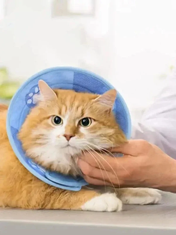 Collier anti-léchage chat - Protection soin | HealCat
