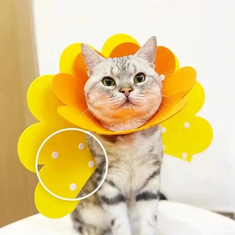 Collier Élisabéthain chat - Cicatrisation | HealCone