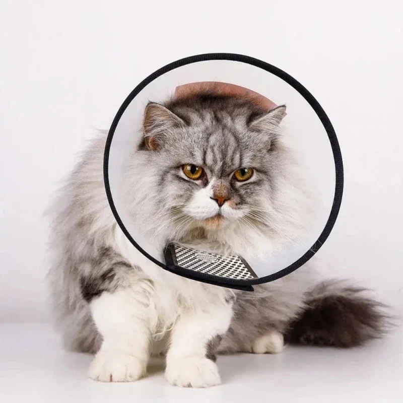 Collerette souple pour chat - Confort optimal | SoftCone