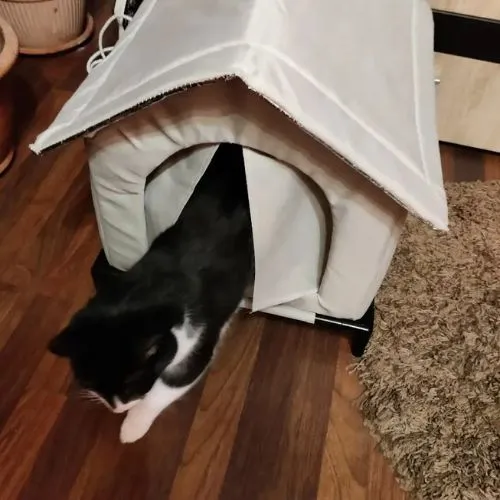 niche exterieur pour chat surélevée