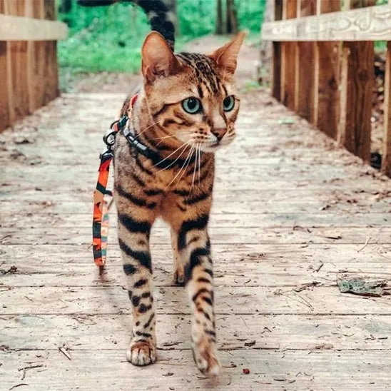 Harnais pour chat - En H ajustable anti-fugue