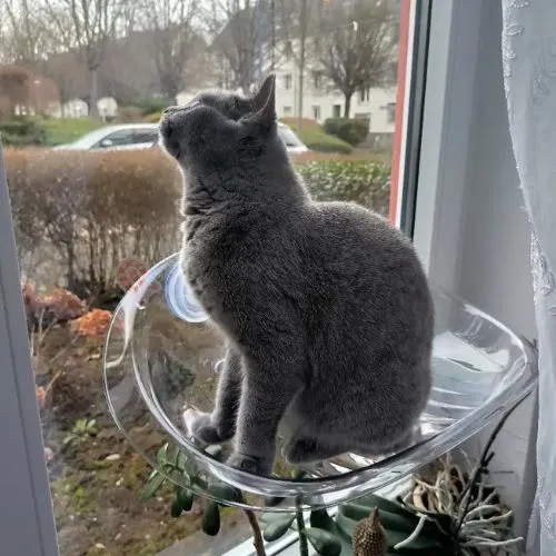 hamac pour chat fenetre transparent