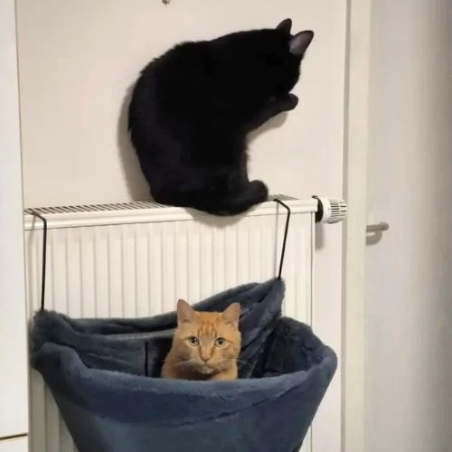 hamac chat pour radiateur luxueux