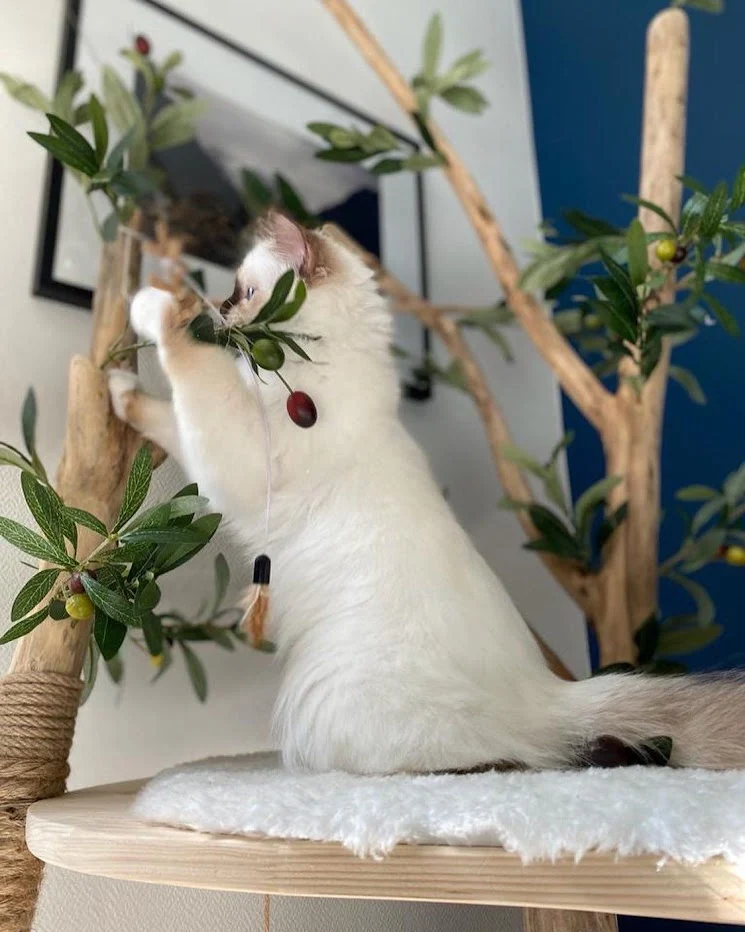 🌳 Arbre à chat en bois flotté 180 cm - Pièce artisanale Unique