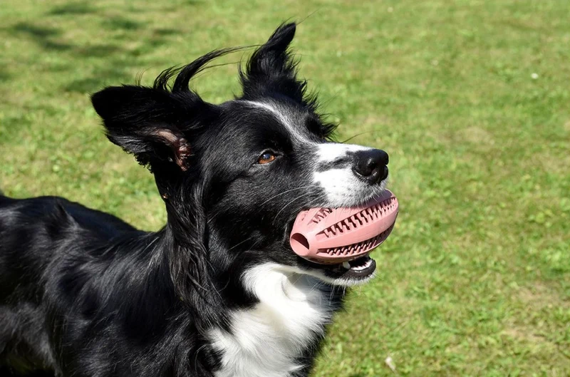 Jouet Balle de mastication pour chiens - BOBBY CROCI