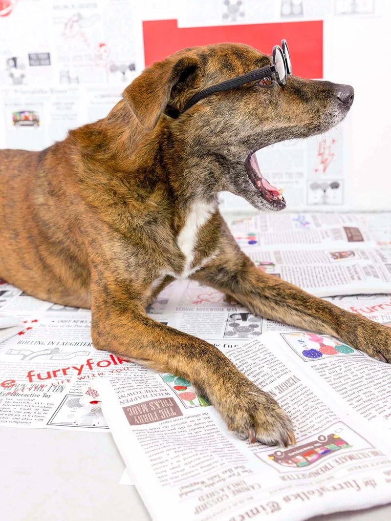 Jouet de fouille pour chien - Journal 📰 - The FurryFolks