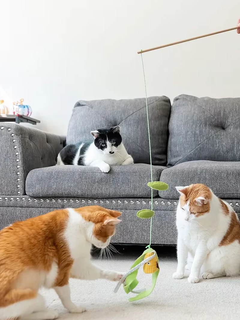 Canne à pêche pour chat - Maïs 🌽 - Pet PLAY