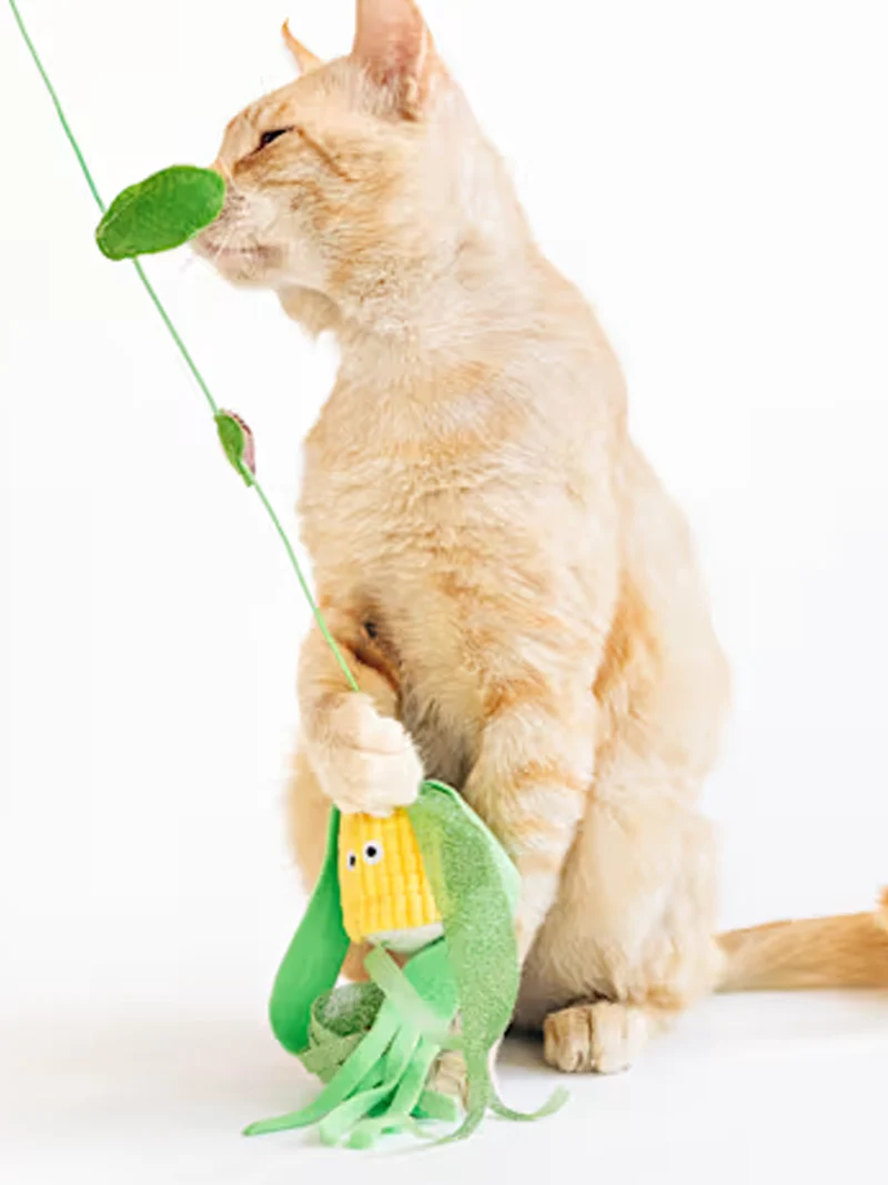 Canne à pêche pour chat - Maïs 🌽 - Pet PLAY