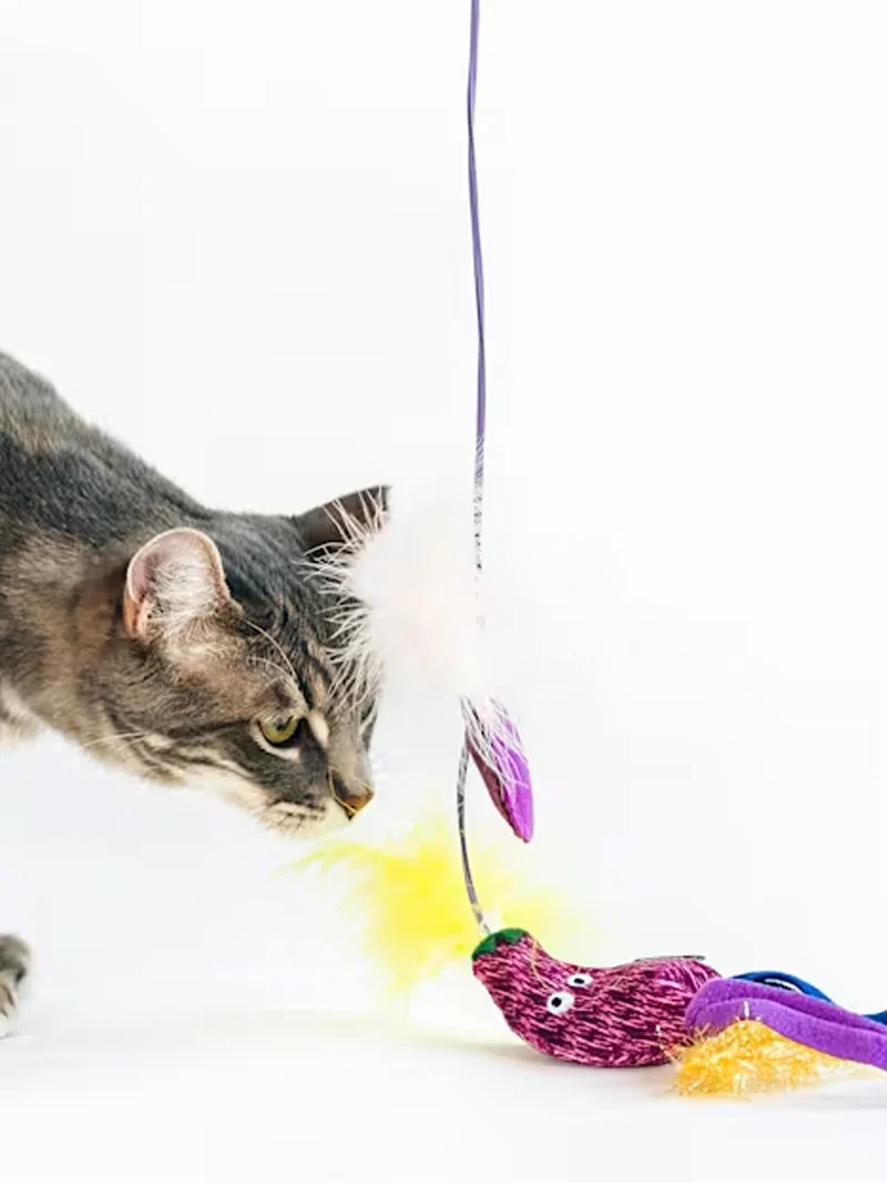 Canne à pêche pour chat - Aubergine 🍆 - Pet PLAY