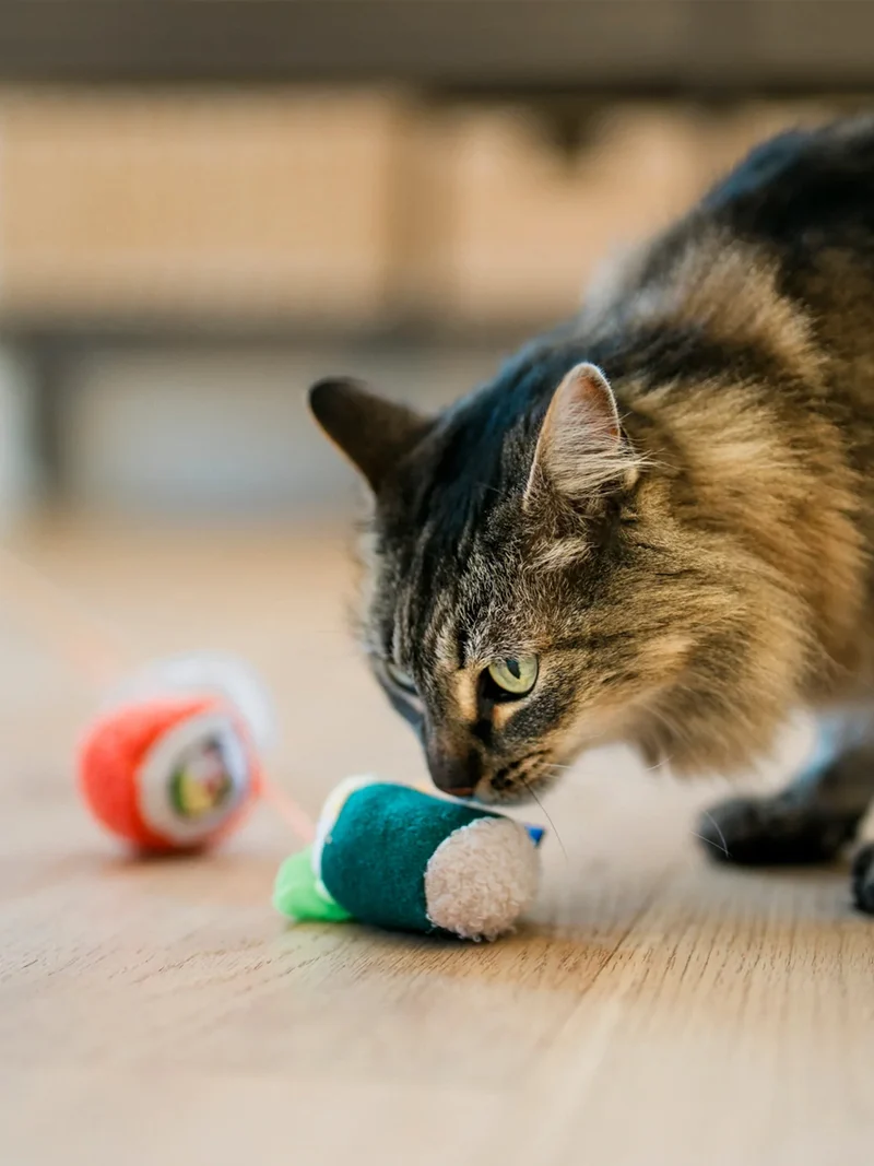 Canne à pêche pour chat - Sushi 🍣 - Pet PLAY