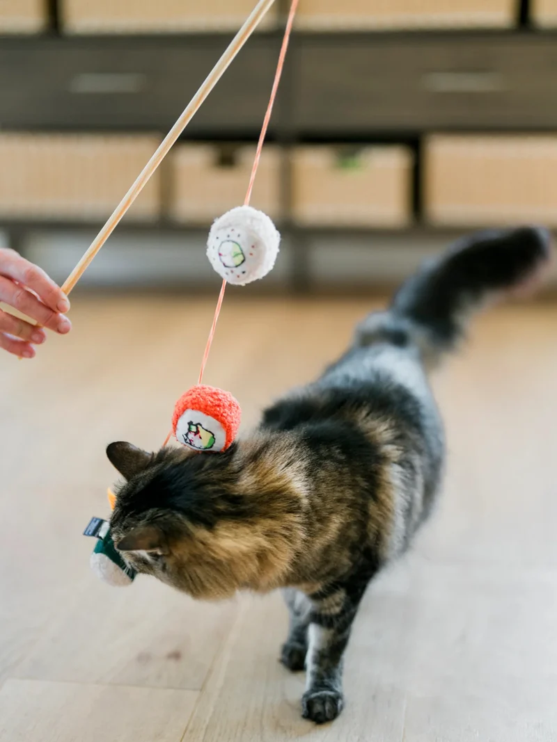 Canne à pêche pour chat - Sushi 🍣 - Pet PLAY