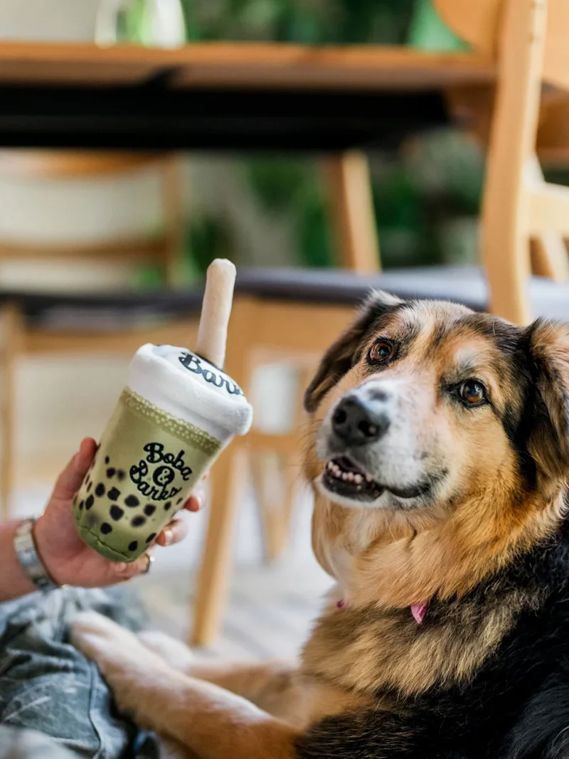 Peluche pour chien - Matcha Boba 🧋 - Pet PLAY