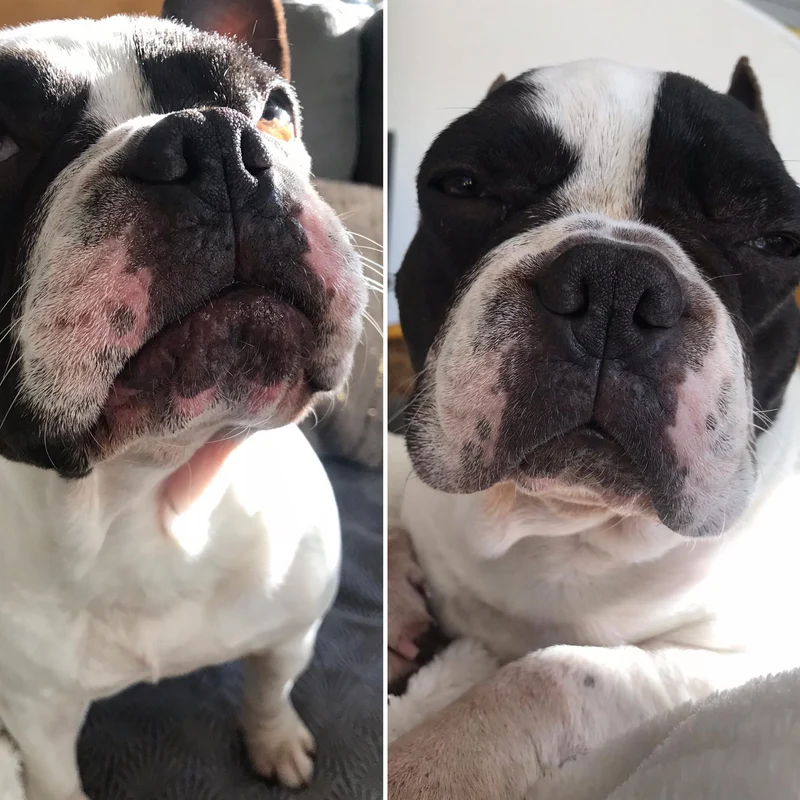 Baume Peau de Pêche pour chiens 🍑 Dexter & Mango