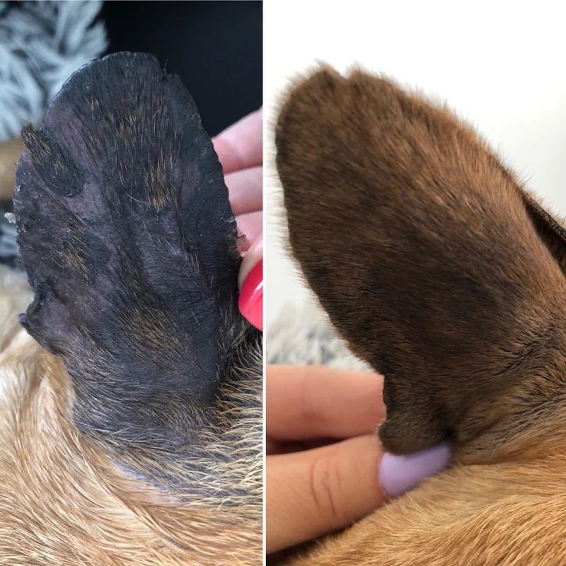 Baume Peau de Pêche pour chiens 🍑 Dexter & Mango