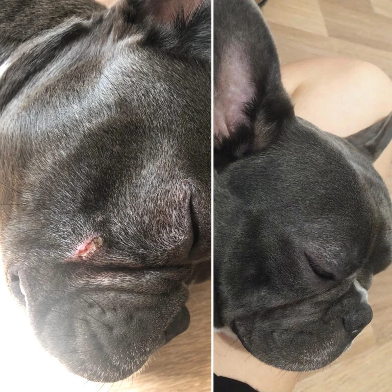 Baume Peau de Pêche pour chiens 🍑 Dexter & Mango
