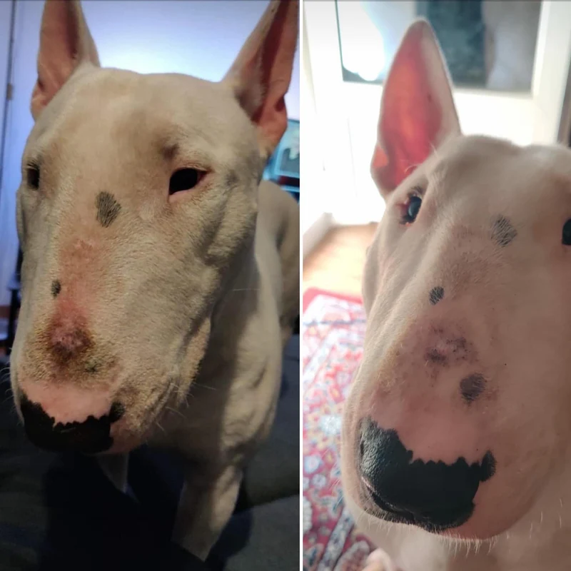 Baume Peau de Pêche pour chiens 🍑 Dexter & Mango
