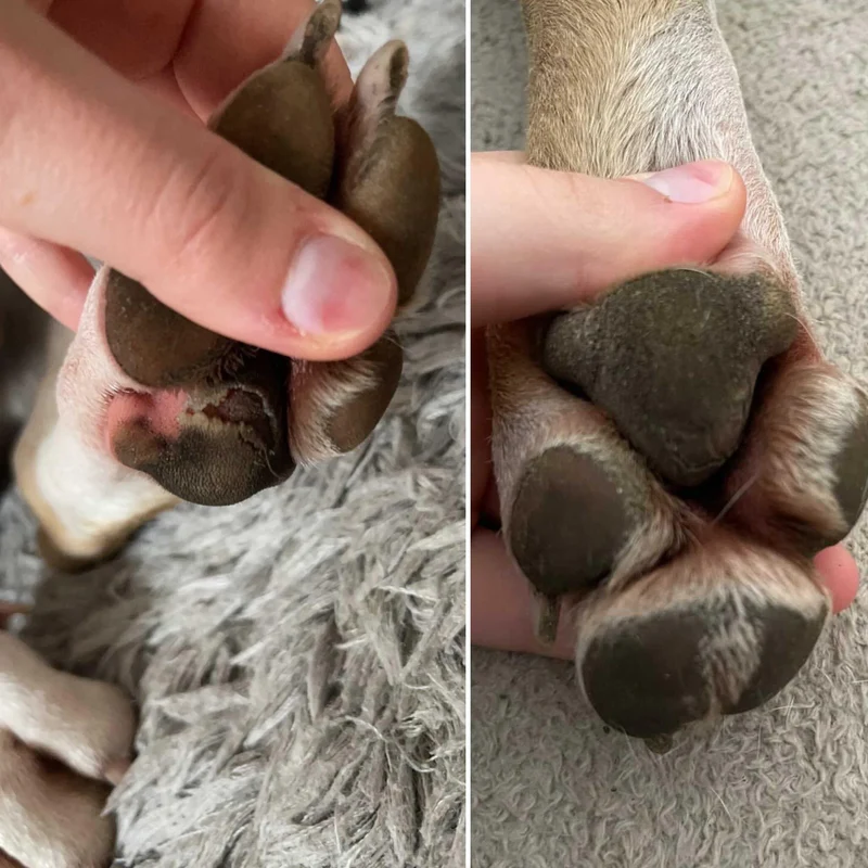 Baume Doux Coussinets pour chiens 🐶 Dexter & Mango