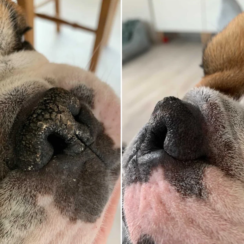 Baume Belle Truffe pour chiens 👃 Dexter & Mango
