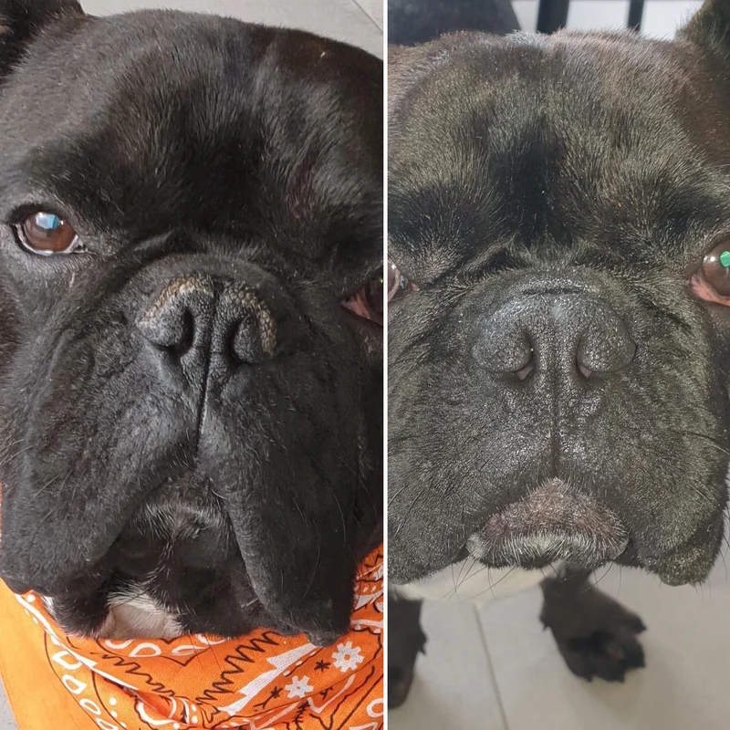 Baume Belle Truffe pour chiens 👃 Dexter & Mango