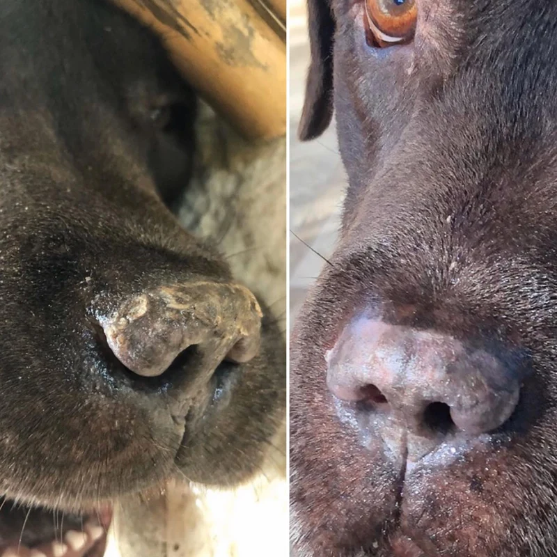 Baume Belle Truffe pour chiens 👃 Dexter & Mango