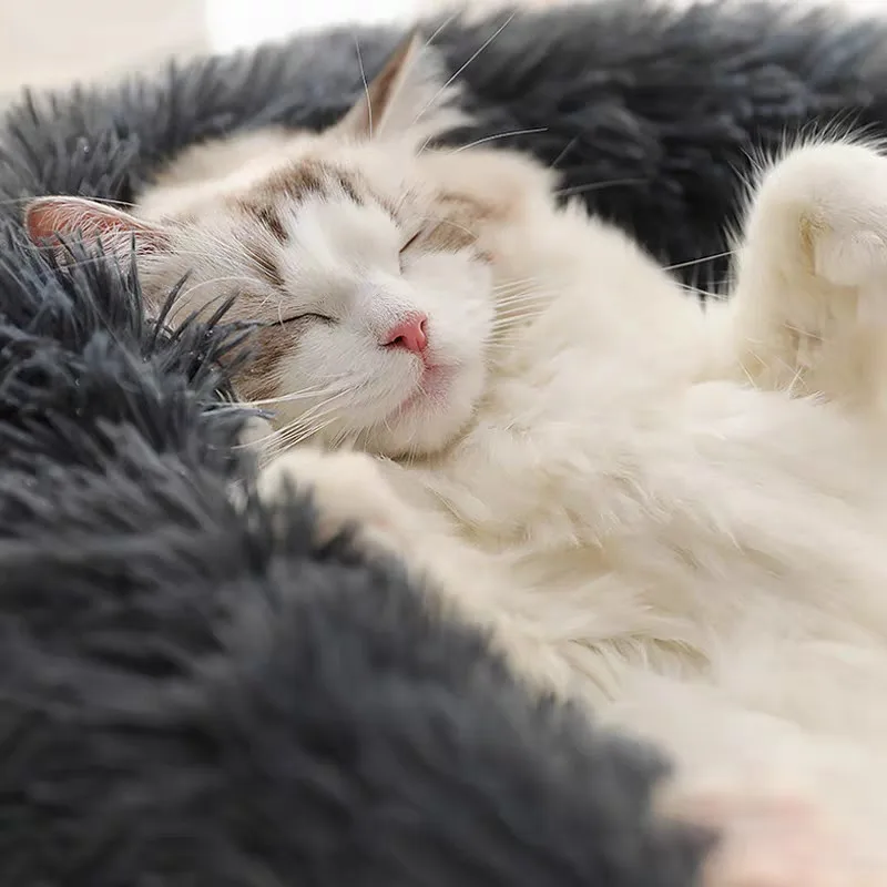 Coussin pour chat antistress