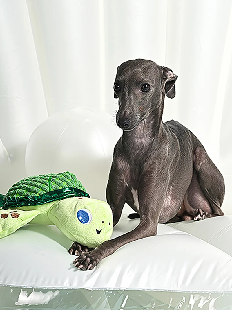 Peluche pour chien - Ocean Pals Tortue 🐢 - HugSmart
