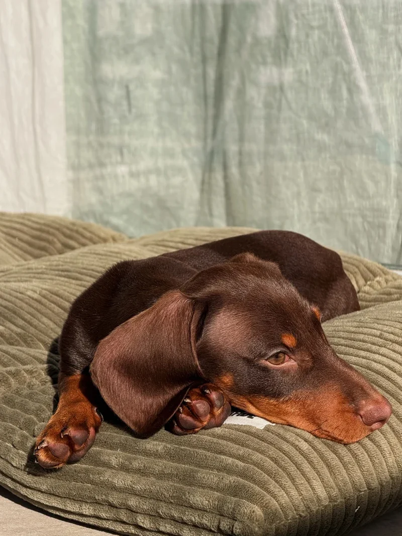 Coussin pour chien Bela - Velours côtelé vert - Cafide