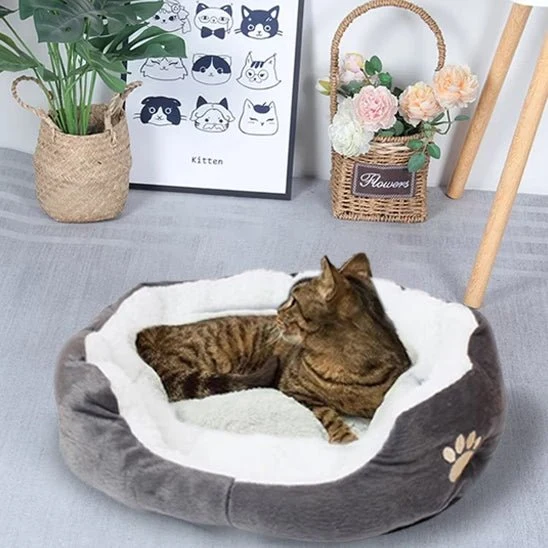 panier chat patte