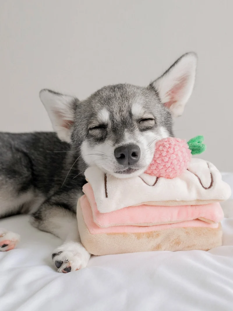 Jouet d'occupation pour chien - Mille Feuille - Pups & Bubs