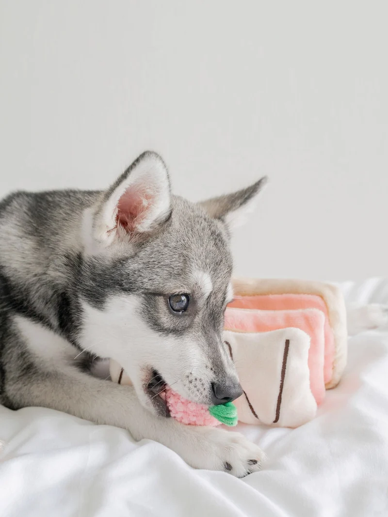 Jouet d'occupation pour chien - Mille Feuille - Pups & Bubs