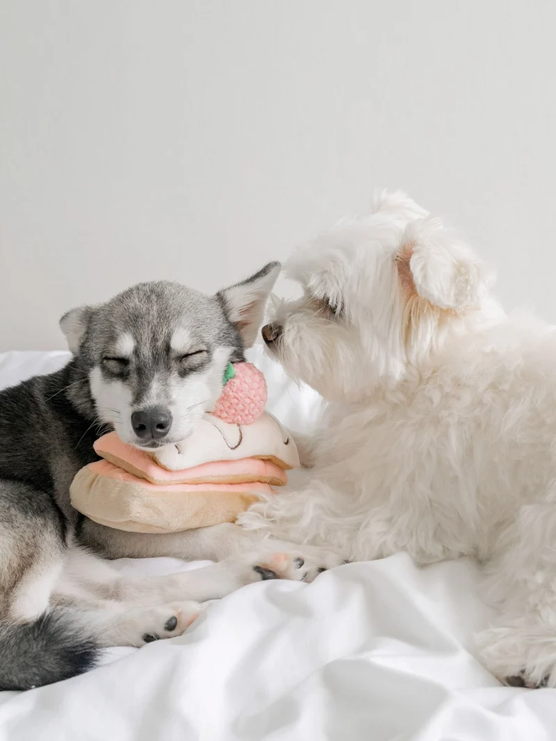 Jouet d'occupation pour chien - Mille Feuille - Pups & Bubs