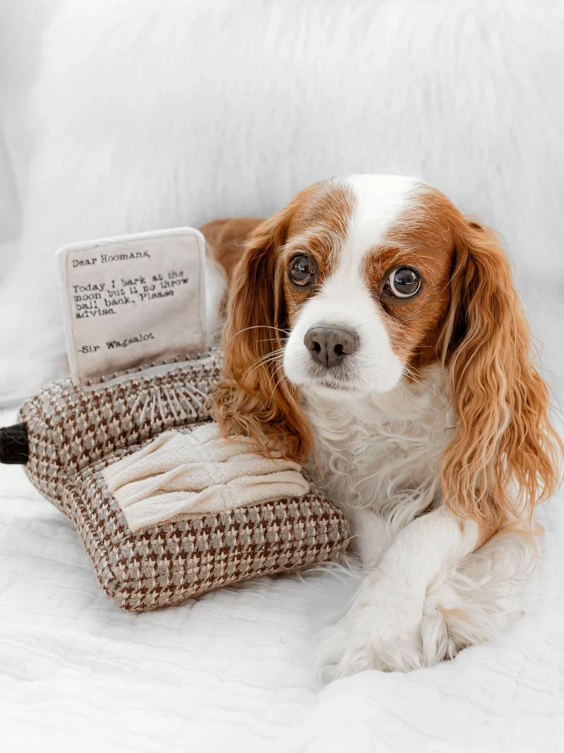 Jeu d'occupation pour chien - Machine à écrire 📜 - Lambwolf Collective (Copie)