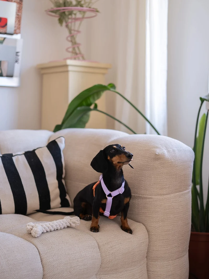 Harnais en H pour chien - Terracotta et Lavande - Furlou