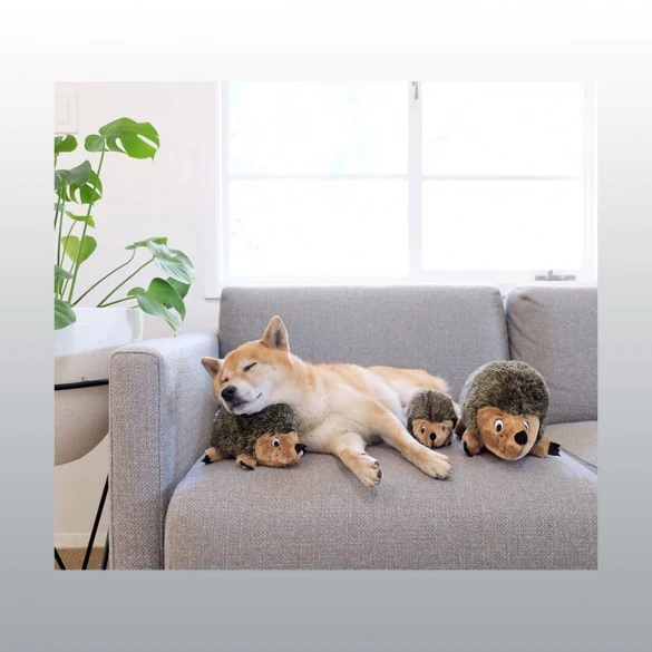 Herisson pour chien