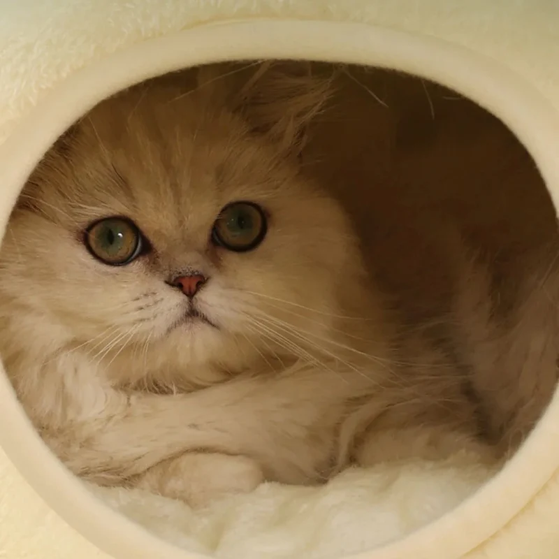 niche pour chat | NICHE FROG CAT