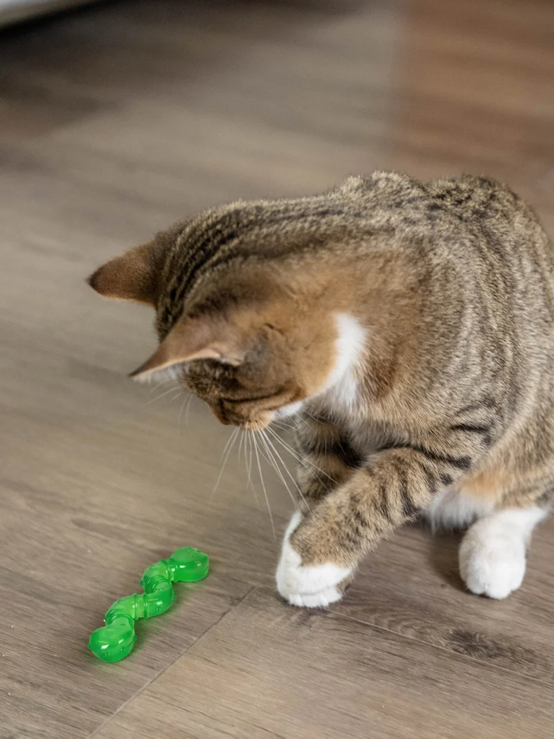 Vers de Terre pour chat senteur d'herbe à chat - OrkaKat - Pet stages