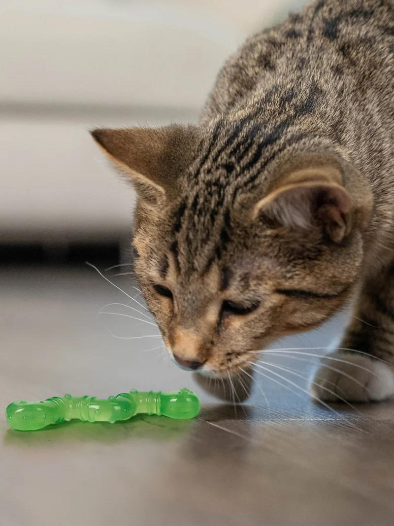 Vers de Terre pour chat senteur d'herbe à chat - OrkaKat - Pet stages