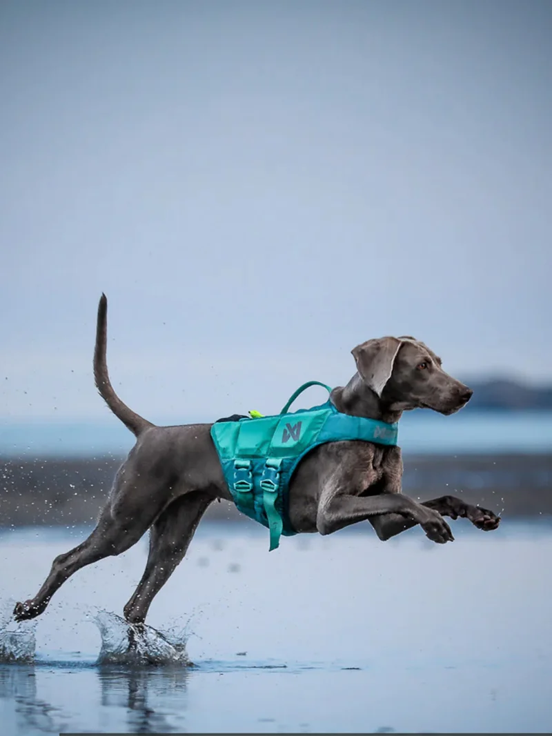 Gilet de sauvetage pour chien - Teal - Non-Stop Dogwear