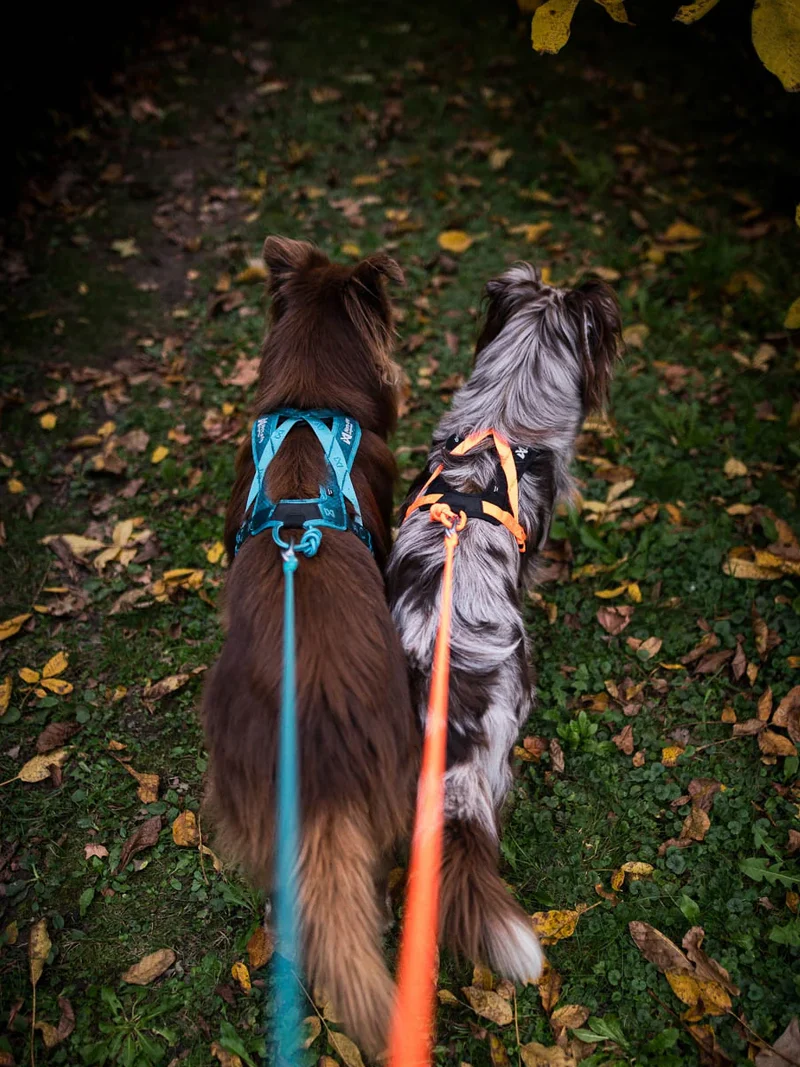 Harnais de traction court pour chien - Rush Harness - Teal