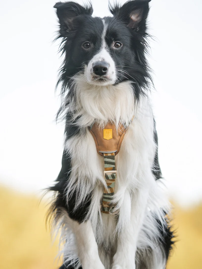 Harnais original pour chien motif Cloudbeam - Woolly Wolf