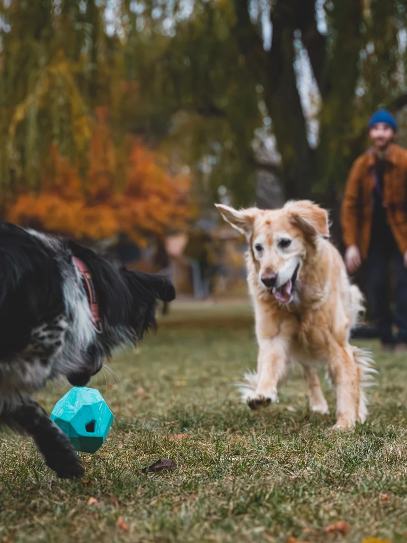 Jouet distributeur de friandises pour chien - Gnawt a Rock - Glacial Blue