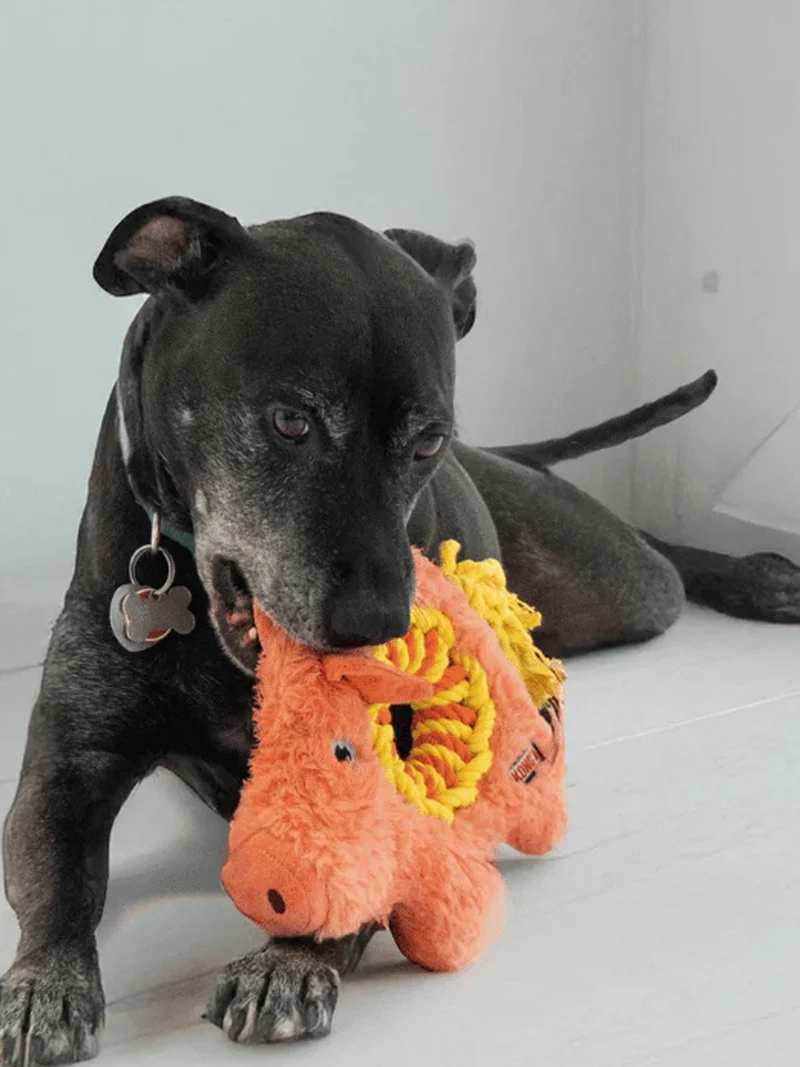Peluche pour chien KONG - Kong Ringaroos - Cochon 🐷